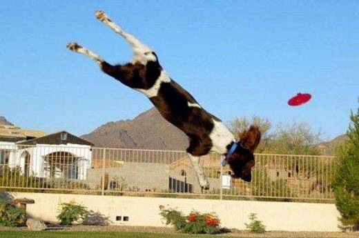 funny_dog_2.jpg