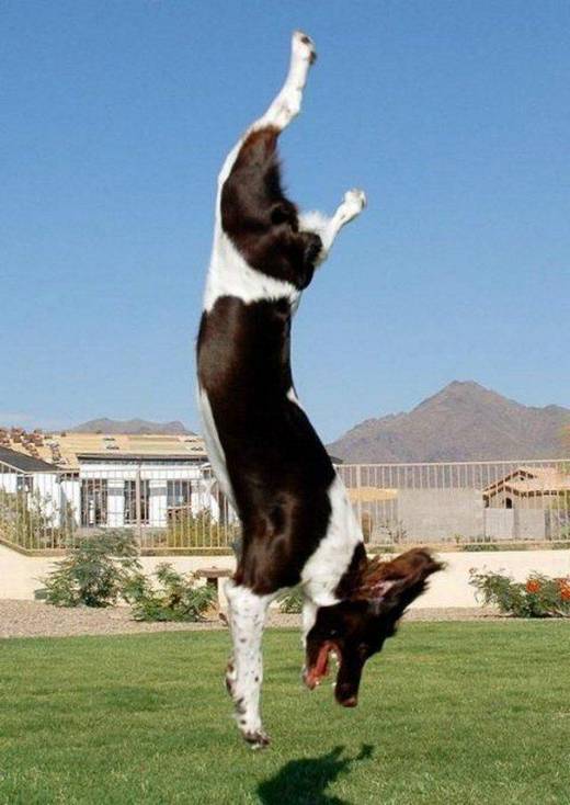 funny_dog_10.jpg