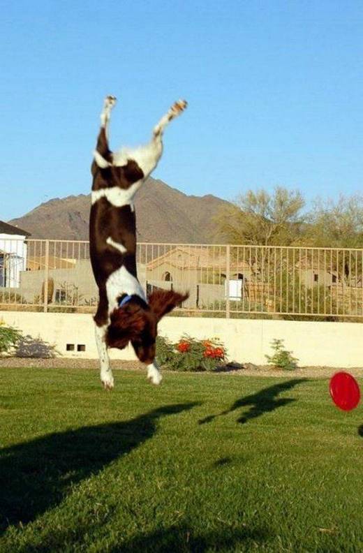 funny_dog_15.jpg