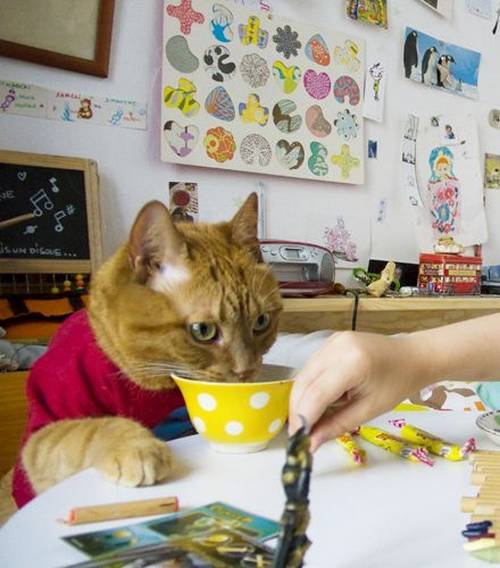 funny_animals_pictures_19.jpg