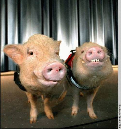 funny_animals_pictures_1.jpg