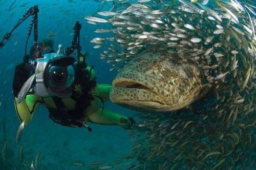 funny_animals_pictures_5.jpg