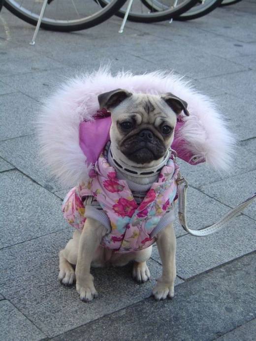 funny_japanese_pictures_9.jpg