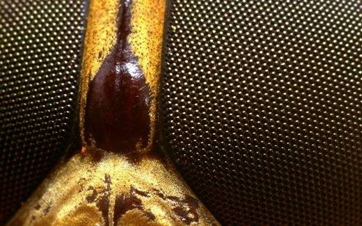 amazing_macro_photography_1.jpg