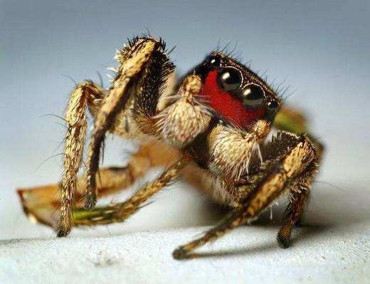 amazing_macro_photography_5.jpg