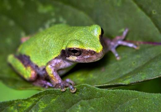 amazing_macro_photography_6.jpg