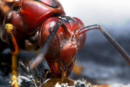 amazing_macro_photography_9.jpg