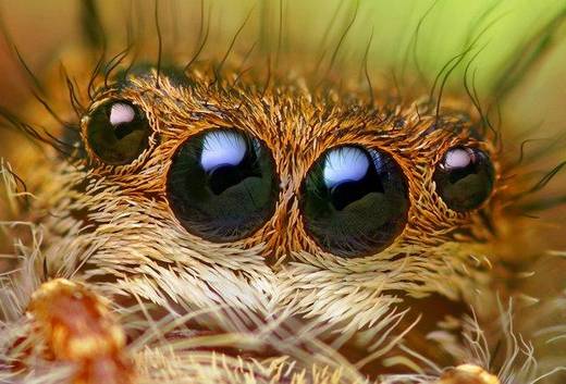 amazing_macro_photography_8.jpg