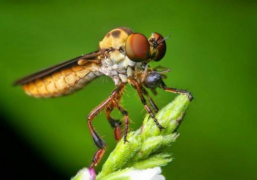 amazing_macro_photography_10.jpg