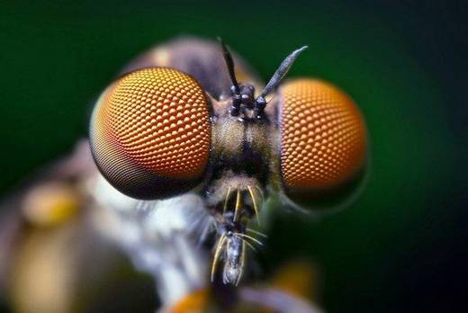 amazing_macro_photography_13.jpg