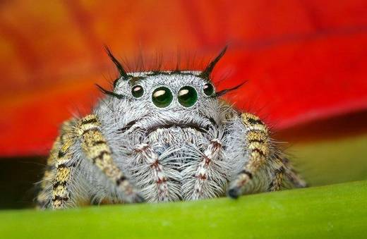 amazing_macro_photography_15.jpg