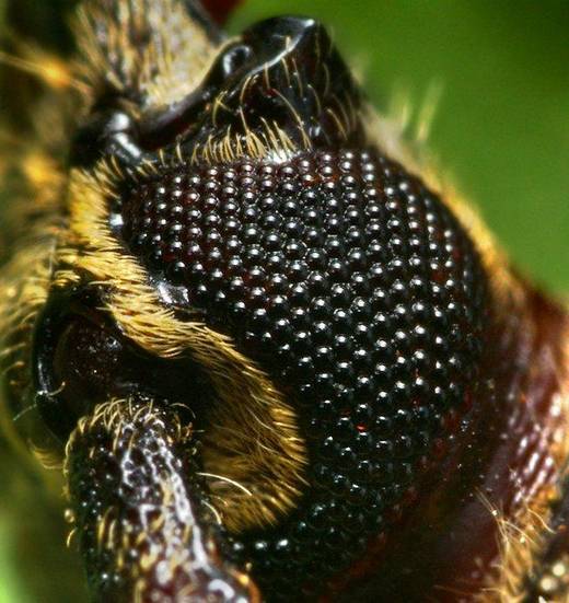 amazing_macro_photography_17.jpg