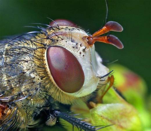 amazing_macro_photography_20.jpg
