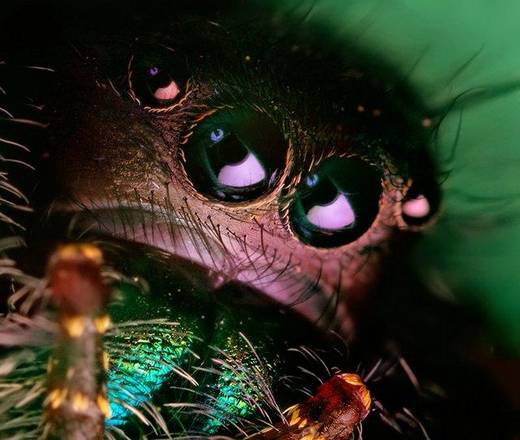 amazing_macro_photography_24.jpg