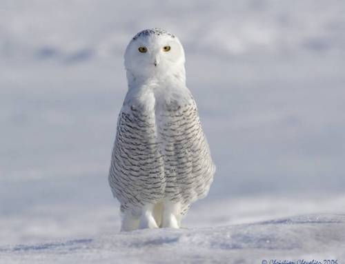 funny_animals_1.jpg