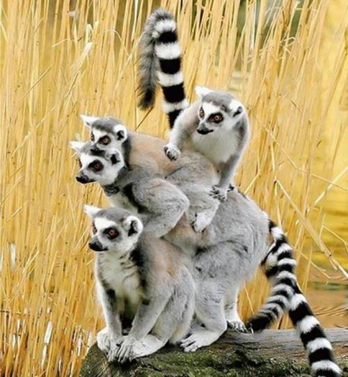 funny_animals_7.jpg