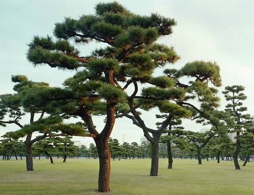 amazing_trees_14.jpg