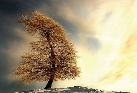 amazing_trees_2.jpg