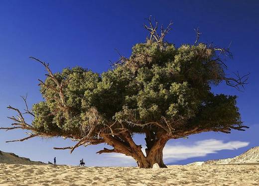 amazing_trees_8.jpg