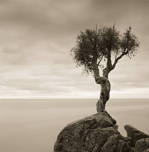 amazing_trees_9.jpg