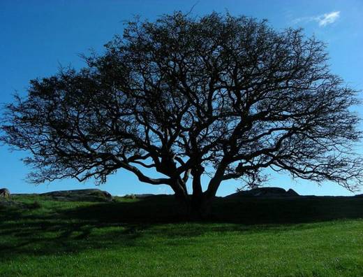 amazing_trees_10.jpg