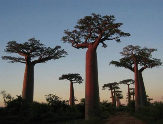 amazing_trees_19.jpg