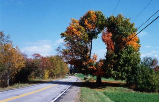 amazing_trees_24.jpg