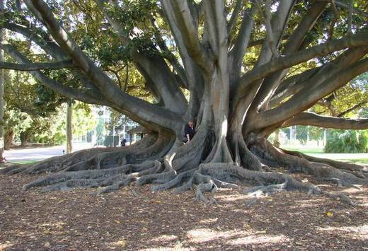 amazing_trees_30.jpg