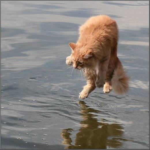 funny_swimming_cats_9.jpg