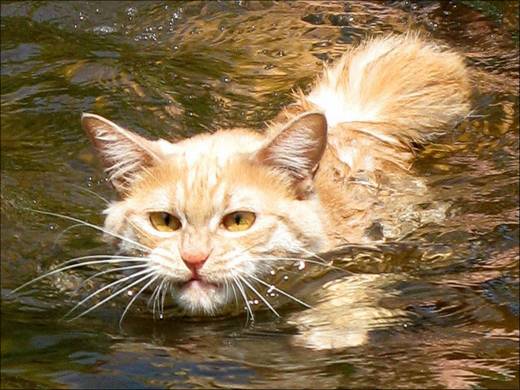 funny_swimming_cats_10.jpg