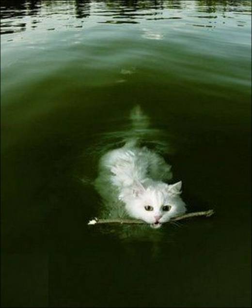 funny_swimming_cats_12.jpg