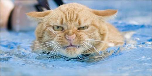 funny_swimming_cats_2.jpg