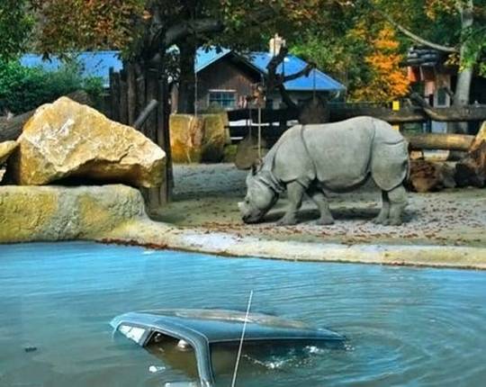 animals_and_nature_8.jpg