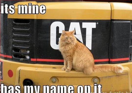 funny_animals_picture_13.jpg