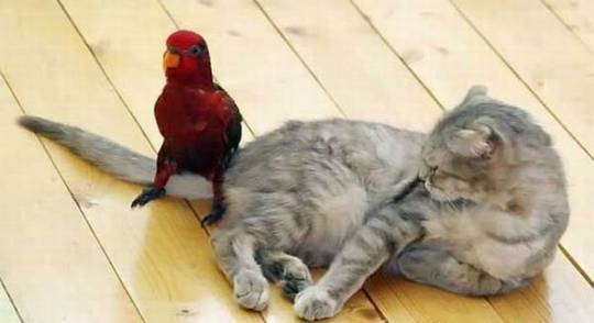 funny_animals_picture_12.jpg