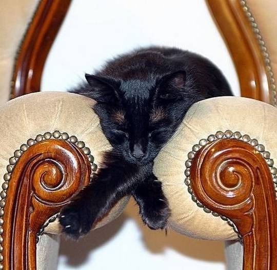 funny_animals_picture_15.jpg