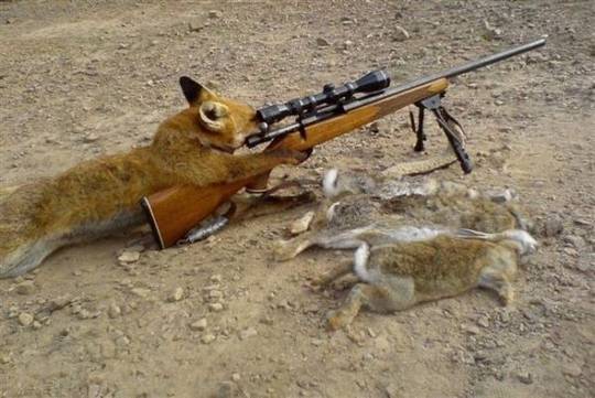 funny_animals_picture_1.jpg