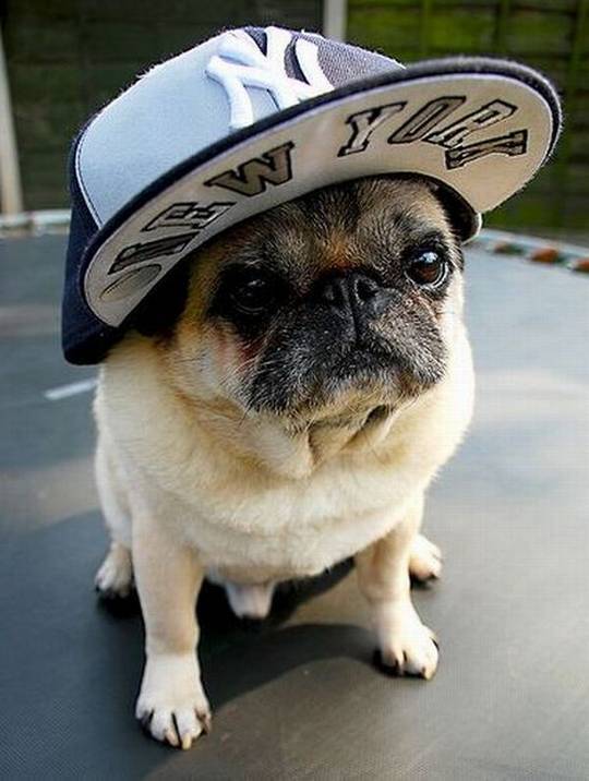 funny_animals_picture_2.jpg