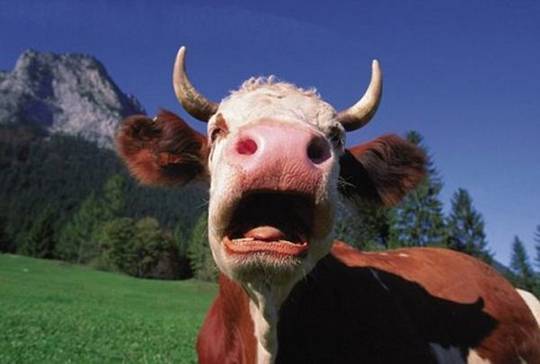 funny_animals_picture_5.jpg