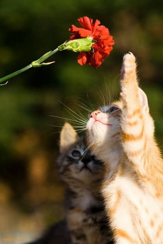 funny_cute_animals_3.jpg