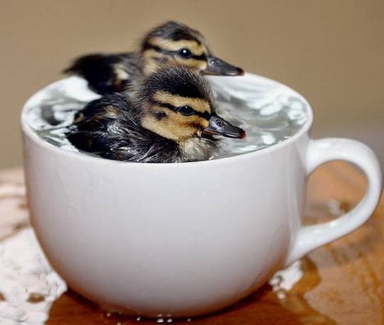 funny_cute_animals_4.jpg