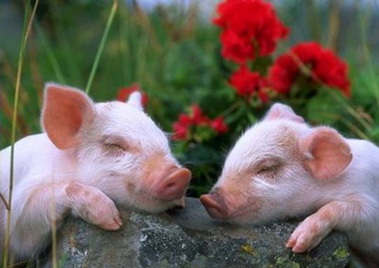 funny_cute_animals_9.jpg