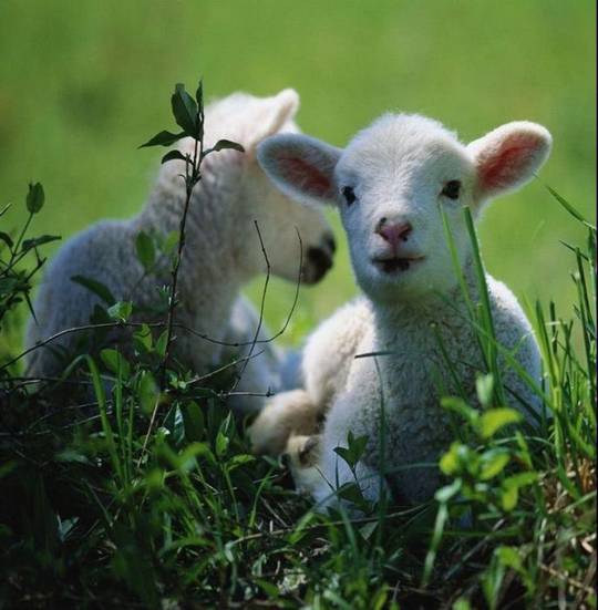 funny_cute_animals_10.jpg