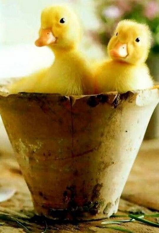 funny_cute_animals_31.jpg