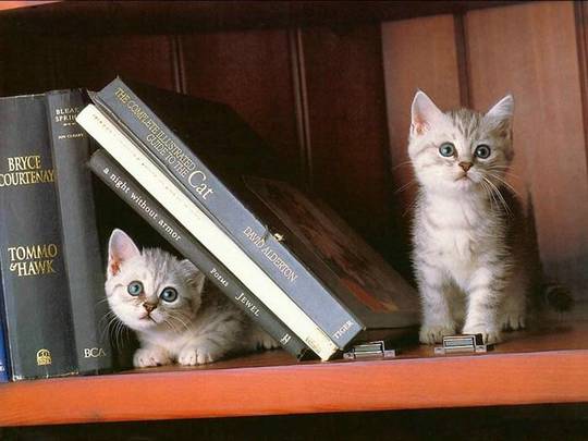 funny_cute_animals_35.jpg