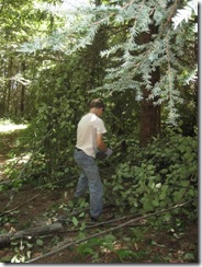 woodcutting 05