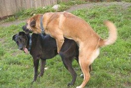 dogs_humping