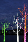 lighttree4.28x35%5B1%5D Sombra... y mucha luz