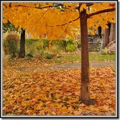 photobytrusz_woodycrest_oct30_2009_002