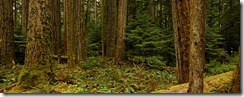 forest_small
